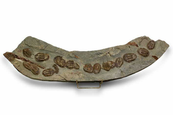 Line of Twelve Trilobites ( Species) - Fezouata Formation #328323